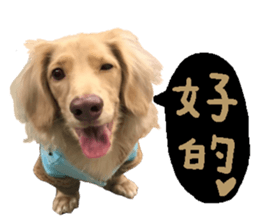 dooooog sticker #14165846