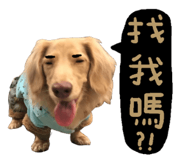 dooooog sticker #14165847