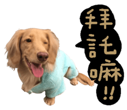 dooooog sticker #14165848