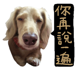 dooooog sticker #14165853