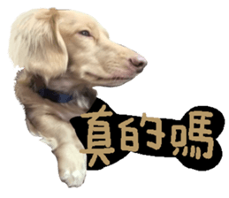 dooooog sticker #14165854