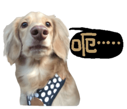 dooooog sticker #14165855