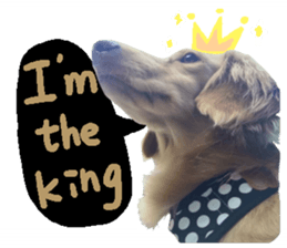 dooooog sticker #14165856