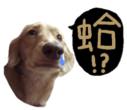 dooooog sticker #14165858