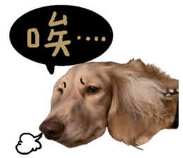 dooooog sticker #14165859