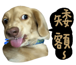 dooooog sticker #14165861