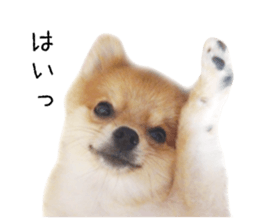 pomeranian fuku sticker #14169222
