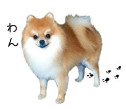 pomeranian fuku sticker #14169223
