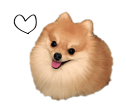 pomeranian fuku sticker #14169224