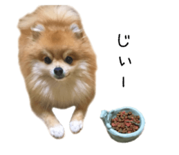 pomeranian fuku sticker #14169225