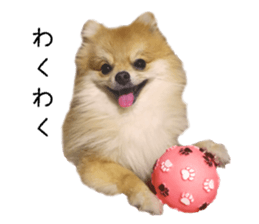 pomeranian fuku sticker #14169226