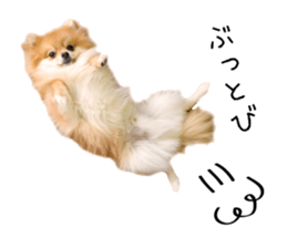 pomeranian fuku sticker #14169227