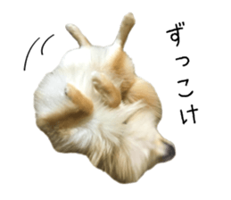 pomeranian fuku sticker #14169228