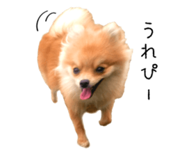 pomeranian fuku sticker #14169229