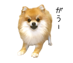 pomeranian fuku sticker #14169230