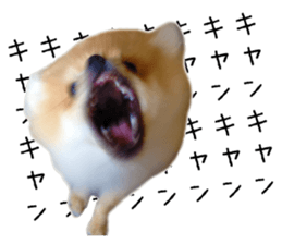 pomeranian fuku sticker #14169231
