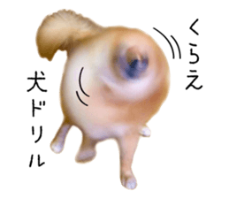 pomeranian fuku sticker #14169232