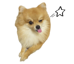 pomeranian fuku sticker #14169233