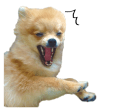 pomeranian fuku sticker #14169234