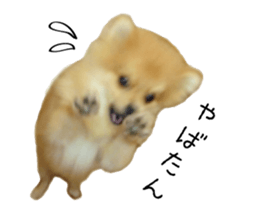 pomeranian fuku sticker #14169235