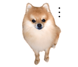 pomeranian fuku sticker #14169236