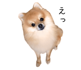 pomeranian fuku sticker #14169237