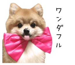 pomeranian fuku sticker #14169238