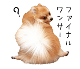 pomeranian fuku sticker #14169239