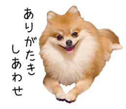 pomeranian fuku sticker #14169240