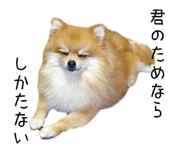 pomeranian fuku sticker #14169241