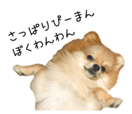 pomeranian fuku sticker #14169242