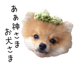 pomeranian fuku sticker #14169243