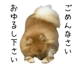 pomeranian fuku sticker #14169244