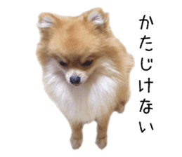 pomeranian fuku sticker #14169245