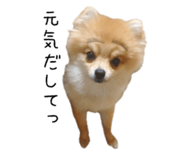 pomeranian fuku sticker #14169247