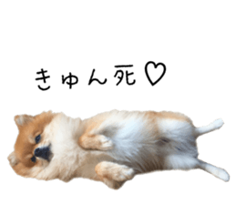 pomeranian fuku sticker #14169248