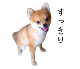 pomeranian fuku sticker #14169249