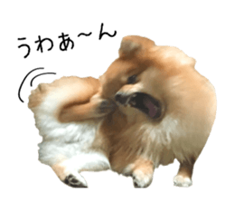pomeranian fuku sticker #14169250