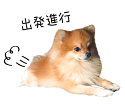 pomeranian fuku sticker #14169251