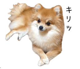 pomeranian fuku sticker #14169252