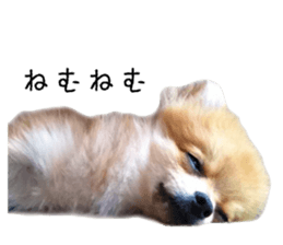 pomeranian fuku sticker #14169254