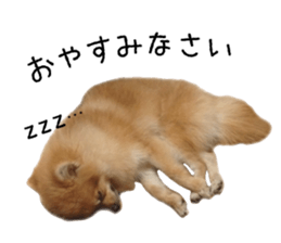 pomeranian fuku sticker #14169255