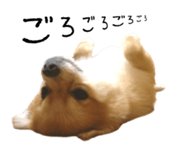 pomeranian fuku sticker #14169256