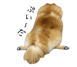 pomeranian fuku sticker #14169257