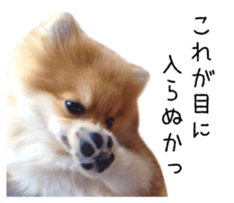 pomeranian fuku sticker #14169258