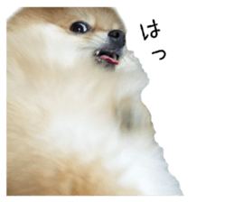 pomeranian fuku sticker #14169259