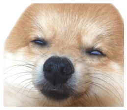 pomeranian fuku sticker #14169261