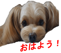 yuzuponzu Sticker 2016 sticker #14170601