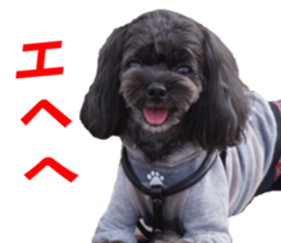 yuzuponzu Sticker 2016 sticker #14170608