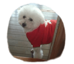 cute dog dog sticker #14171615